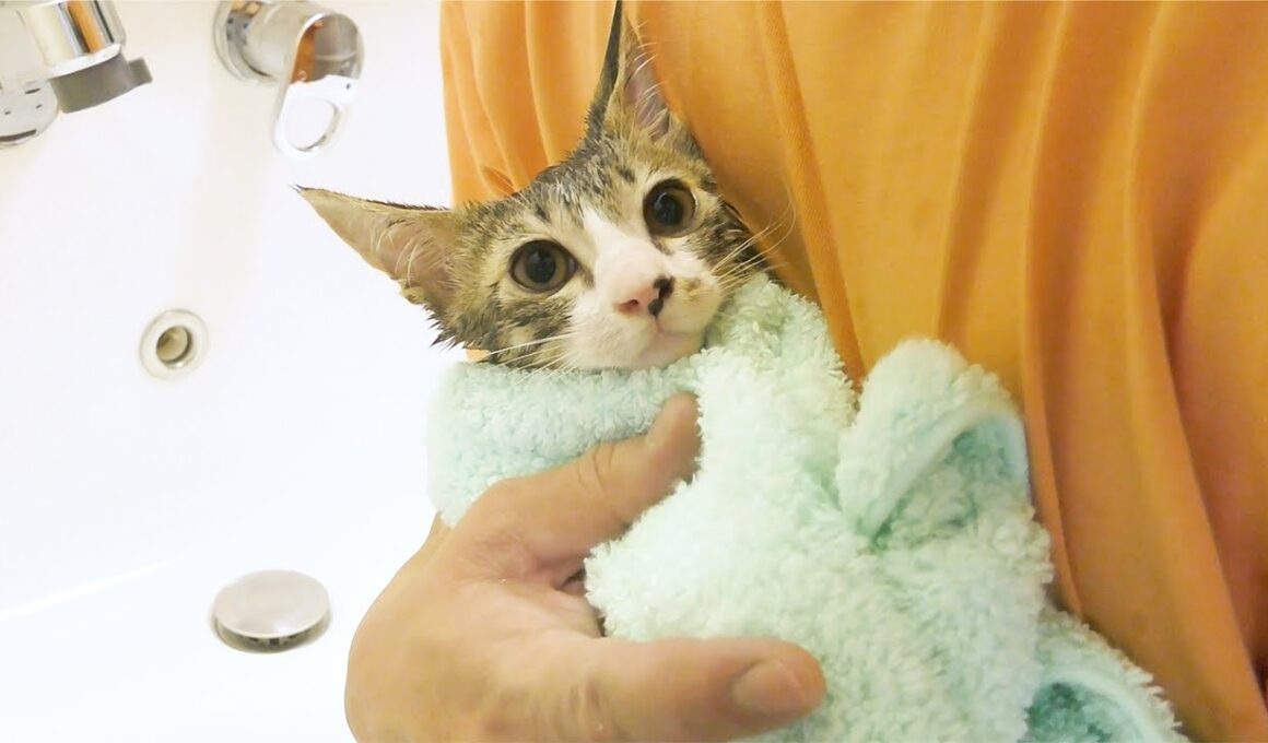 保護して２ヶ月の子猫！２回目のお風呂が良い子すぎてかわいすぎました...