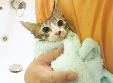 保護して２ヶ月の子猫！２回目のお風呂が良い子すぎてかわいすぎました...