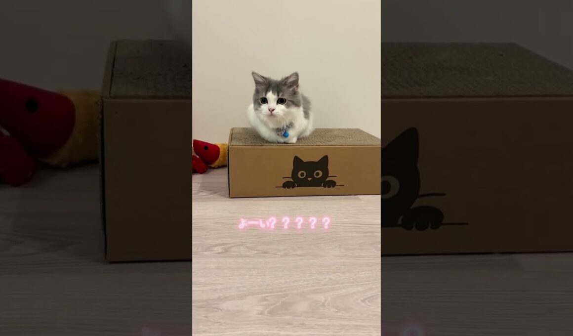 位置について。よーい。どんっ！#猫#かわいい #cat #猫のいる暮らし#マンチカン #多頭飼い #猫猫