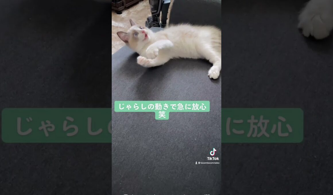 今の実力では捕らえられないと放心する子猫【ラグドール】＃shorts