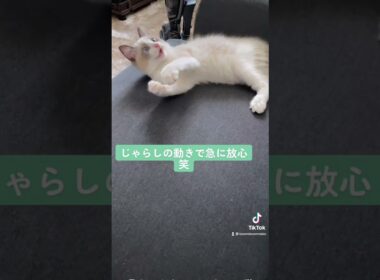 今の実力では捕らえられないと放心する子猫【ラグドール】＃shorts