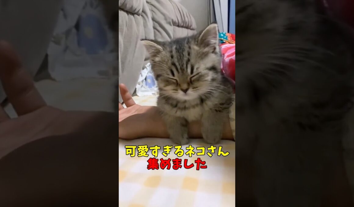 可愛すぎるネコさん集めました #猫　#猫のいる暮らし　#猫動画　#ねこ　#可愛い　#かわいい　#2ch　#癒し　#ペット　#動物　#2ch 　#shorts