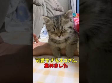 可愛すぎるネコさん集めました #猫　#猫のいる暮らし　#猫動画　#ねこ　#可愛い　#かわいい　#2ch　#癒し　#ペット　#動物　#2ch 　#shorts