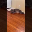 慣れたよ #ねこ動画 #アメリカンカール