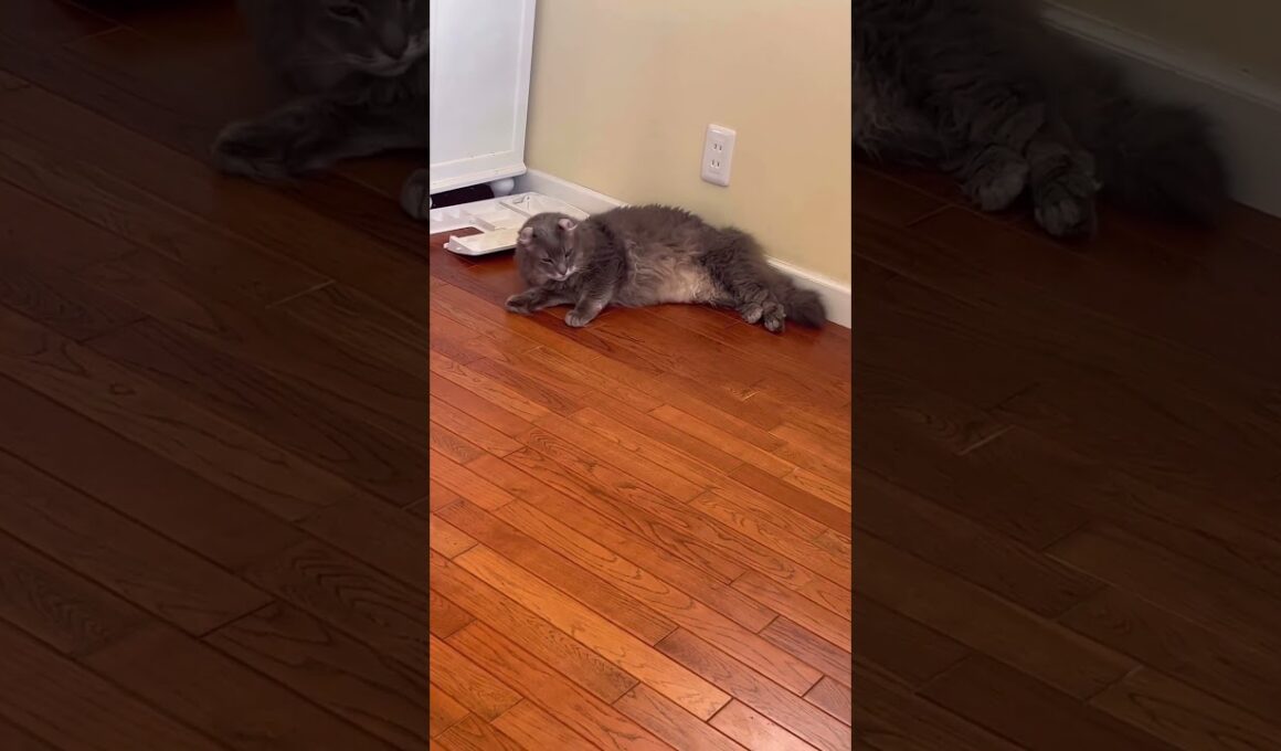 慣れたよ #ねこ動画 #アメリカンカール