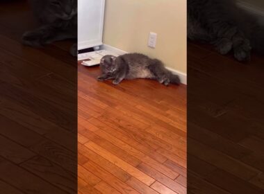 慣れたよ #ねこ動画 #アメリカンカール