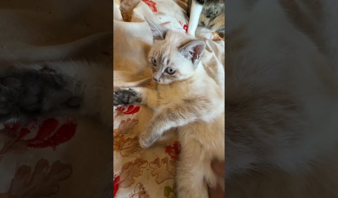 シャムの子ネコ雫ちゃん、あおむけ、お腹にナデナデするウp主