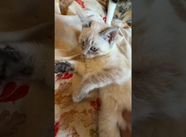 シャムの子ネコ雫ちゃん、あおむけ、お腹にナデナデするウp主