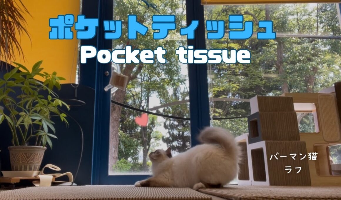 バーマン猫ラフ【ポケットティッシュ】Pocket tissue（バーマン猫）Birman/Cat