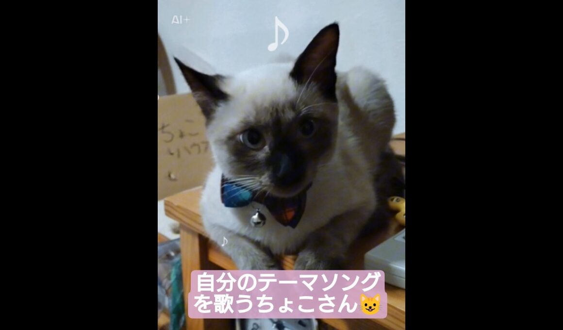 ちょこさん😺自分のテーマソング歌います😸#シャム猫 #ai生成動画 #ねこなの