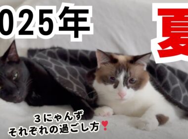 2025年の夏☀️暑い日の癒し…かわいい猫たちの日常