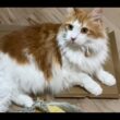 お昼の猫タイム！【マリー（メインクーン）】