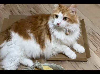 お昼の猫タイム！【マリー（メインクーン）】