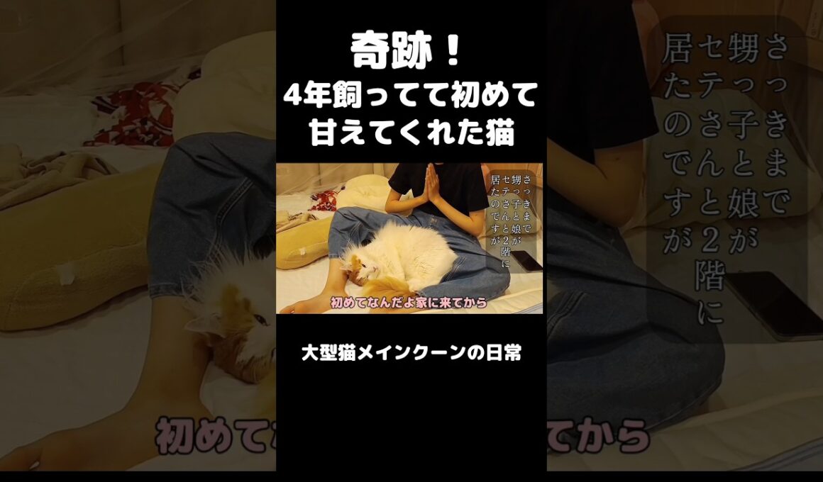 ツンデレ猫の奇跡 #メインクーン #猫 #猫のいる暮らし#cat #mainecoon #catlover​  #catshorts​ #cute​ #cutecat​ #fyp​