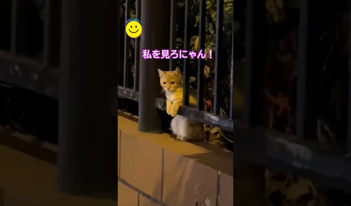 僕を見つめていた猫と、家族になりました。