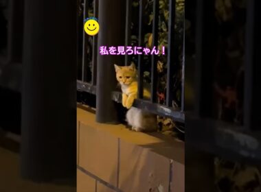 僕を見つめていた猫と、家族になりました。