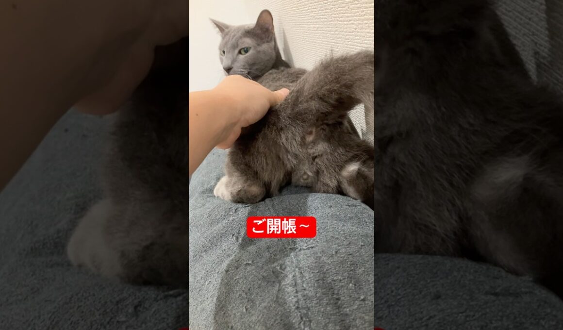みせちゃう猫#ロシアンブルー #猫
