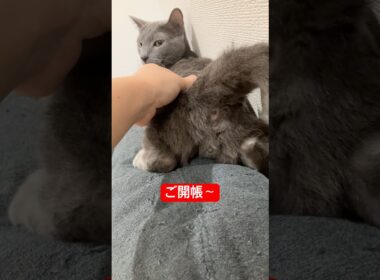 みせちゃう猫#ロシアンブルー #猫