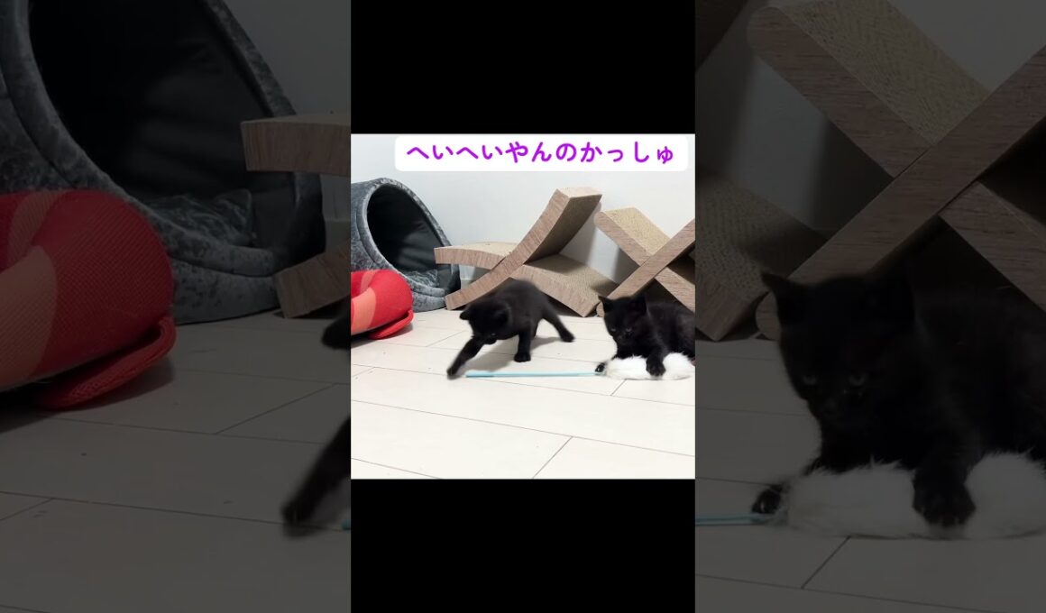 子猫幼稚園、やんのかステップの練習の授業風景 #cat  #猫  #ねこ  #保護猫 #cute #猫のいる暮らし#子猫 #shorts  #こねこ