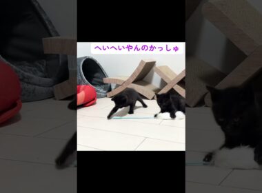 子猫幼稚園、やんのかステップの練習の授業風景 #cat  #猫  #ねこ  #保護猫 #cute #猫のいる暮らし#子猫 #shorts  #こねこ