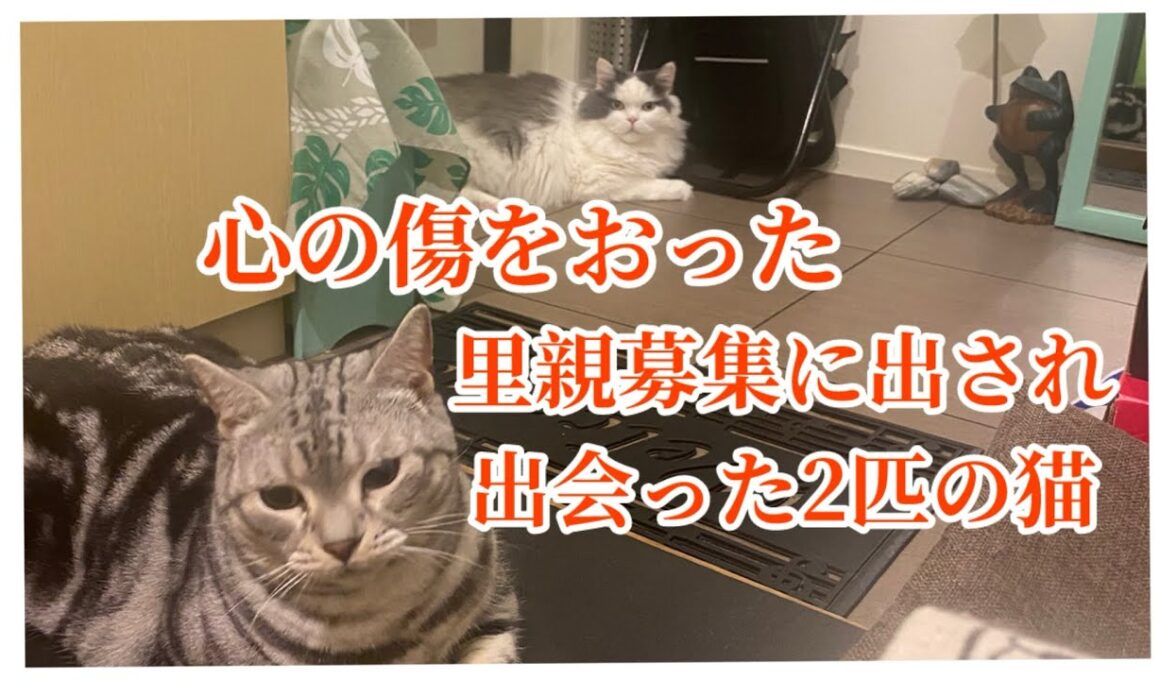 【猫vlog#05】◉心の傷は癒えてるね◉今日も穏やかに過ごす