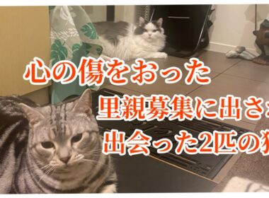 【猫vlog#05】◉心の傷は癒えてるね◉今日も穏やかに過ごす