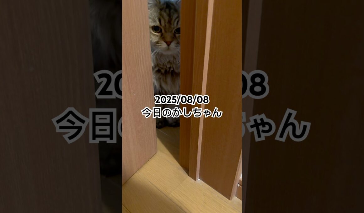 2025/08/08今日のかしちゃん #猫 #ペルシャ #カシス #cat #猫のいる暮らし