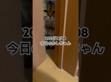2025/08/08今日のかしちゃん #猫 #ペルシャ #カシス #cat #猫のいる暮らし