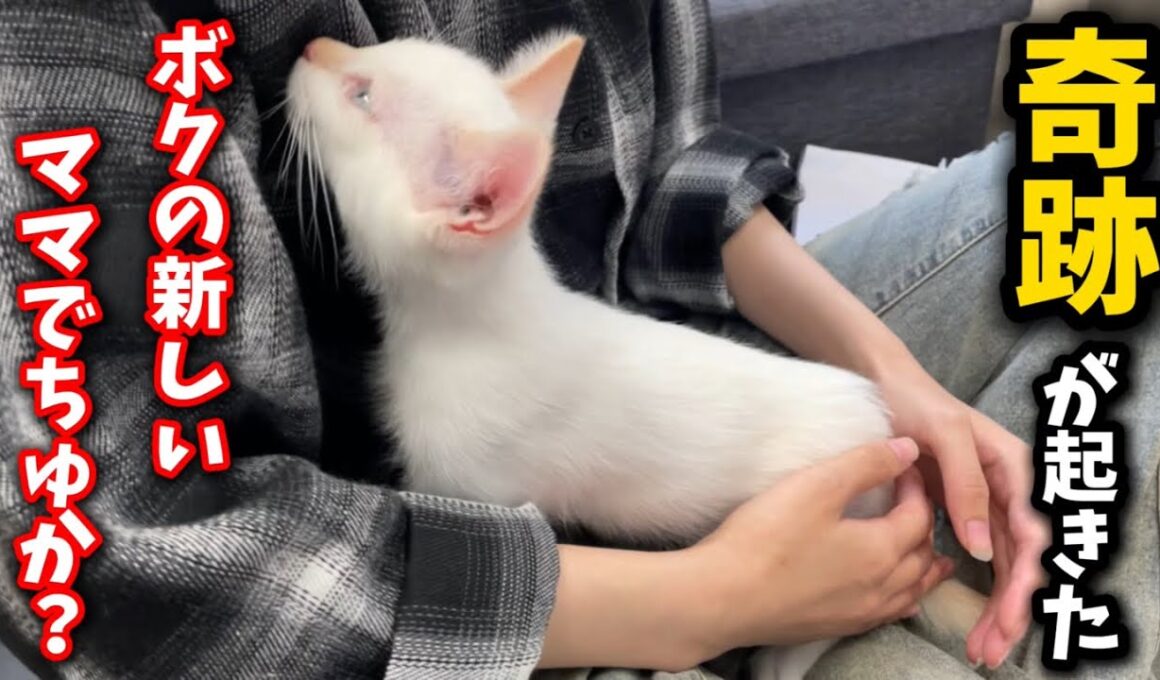 河原に捨てられた子猫が奇跡を起こしました
