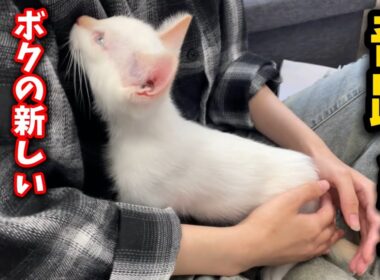 河原に捨てられた子猫が奇跡を起こしました