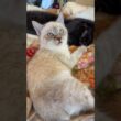 眠る黒猫くーに、ちょっかいを出すシャムの子ネコ雫。くー、眠いながらも、渋々、対応して、ご機嫌の雫