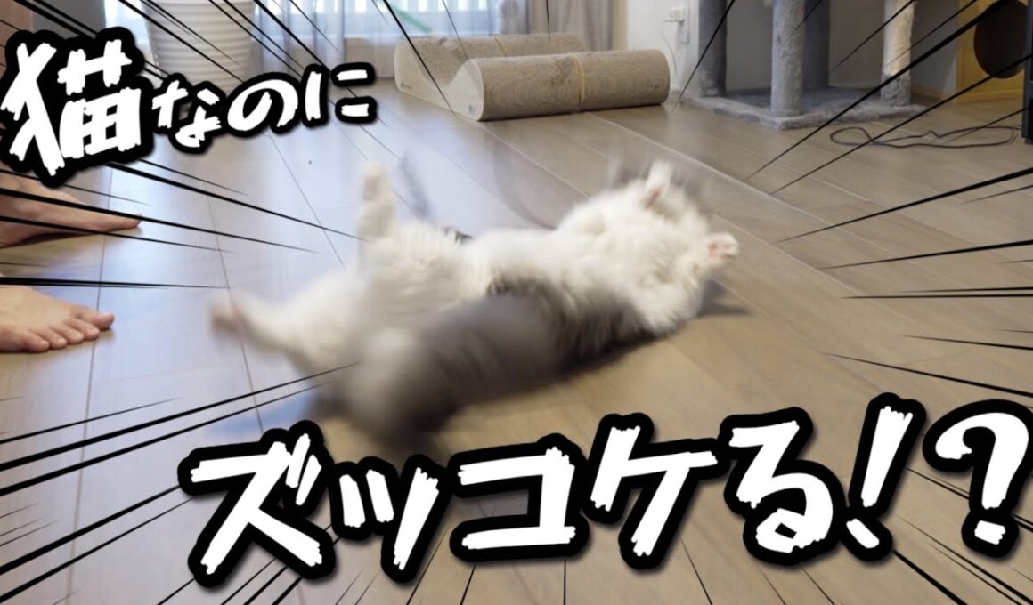運動神経の良い猫がズッコケてしまう理由【マンチカンしらす】