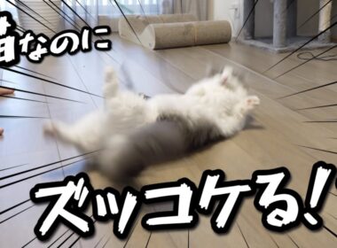 運動神経の良い猫がズッコケてしまう理由【マンチカンしらす】