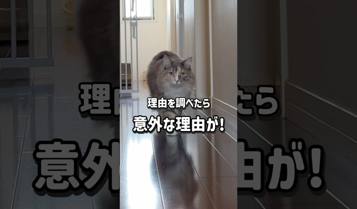 足音が大きい猫　#ノルウェージャンフォレストキャット