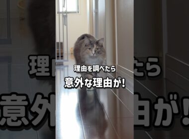 足音が大きい猫　#ノルウェージャンフォレストキャット