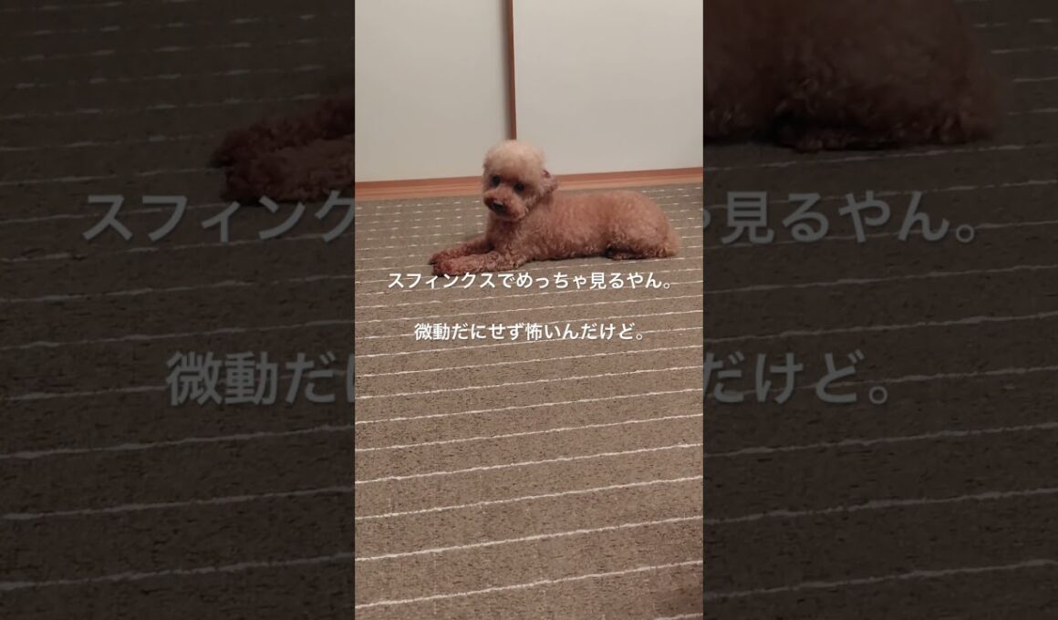 スフィンクス飛び #犬 #トイプードル