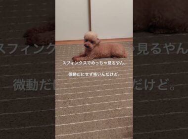 スフィンクス飛び #犬 #トイプードル