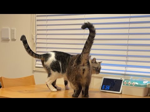 猫たちの朝ごはん🥞2025.09.10