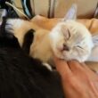 ご機嫌、シャムの子ネコ雫ちゃん。黒猫くーとウp主のWナデナデ