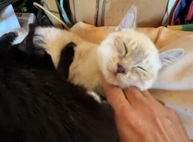 ご機嫌、シャムの子ネコ雫ちゃん。黒猫くーとウp主のWナデナデ