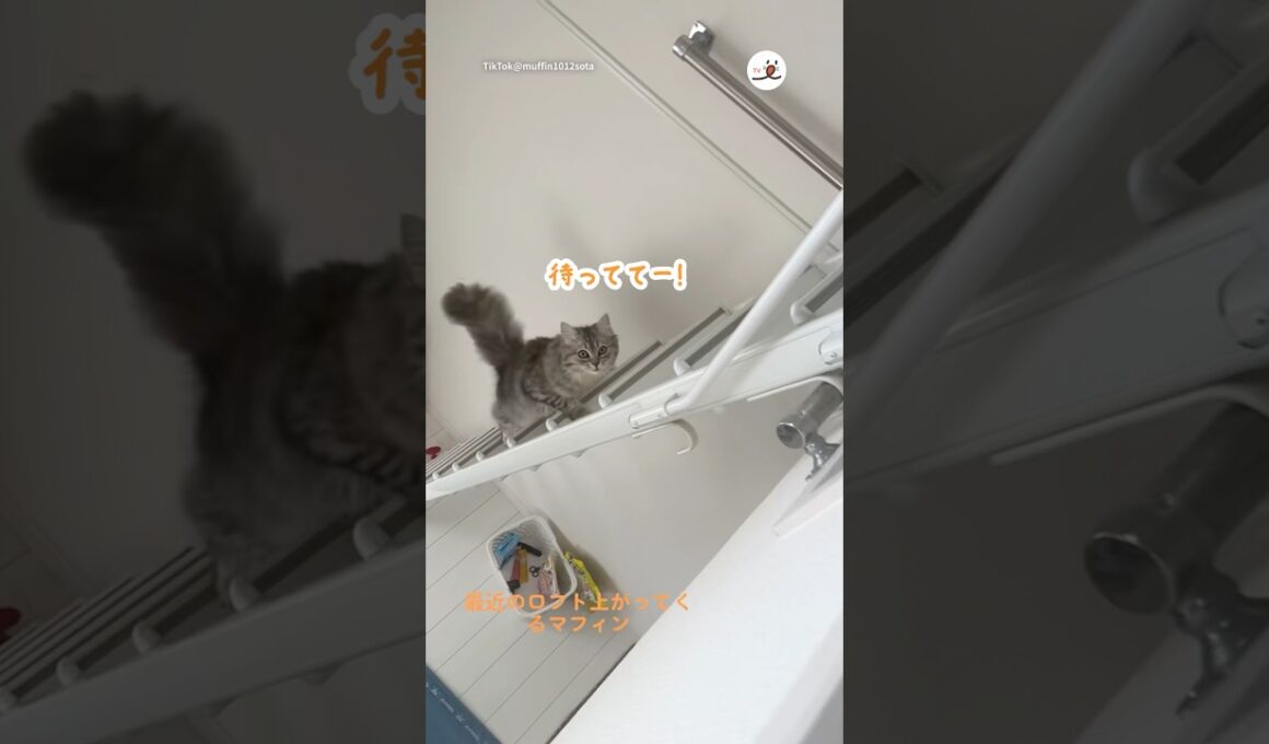 呼ぶとロフト登ってきてくれるの可愛い｜PECO