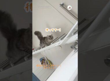 呼ぶとロフト登ってきてくれるの可愛い｜PECO