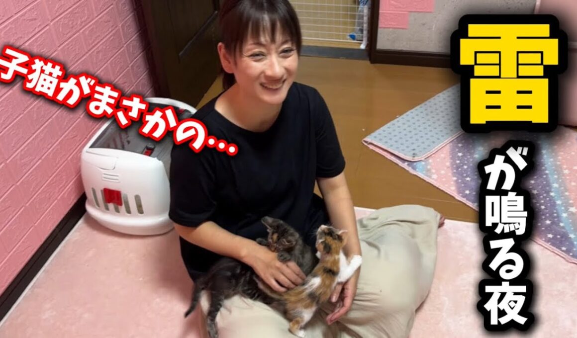 まさか子猫に裏切られるとは…