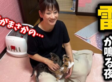 まさか子猫に裏切られるとは…