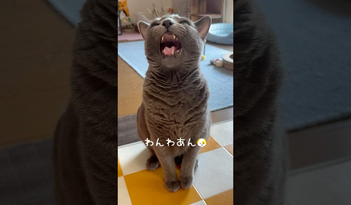 【ロシアンブルー】めろん一生懸命訴える🧐【猫】#shorts