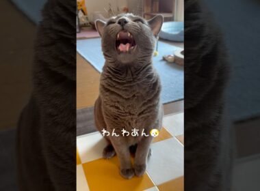【ロシアンブルー】めろん一生懸命訴える🧐【猫】#shorts