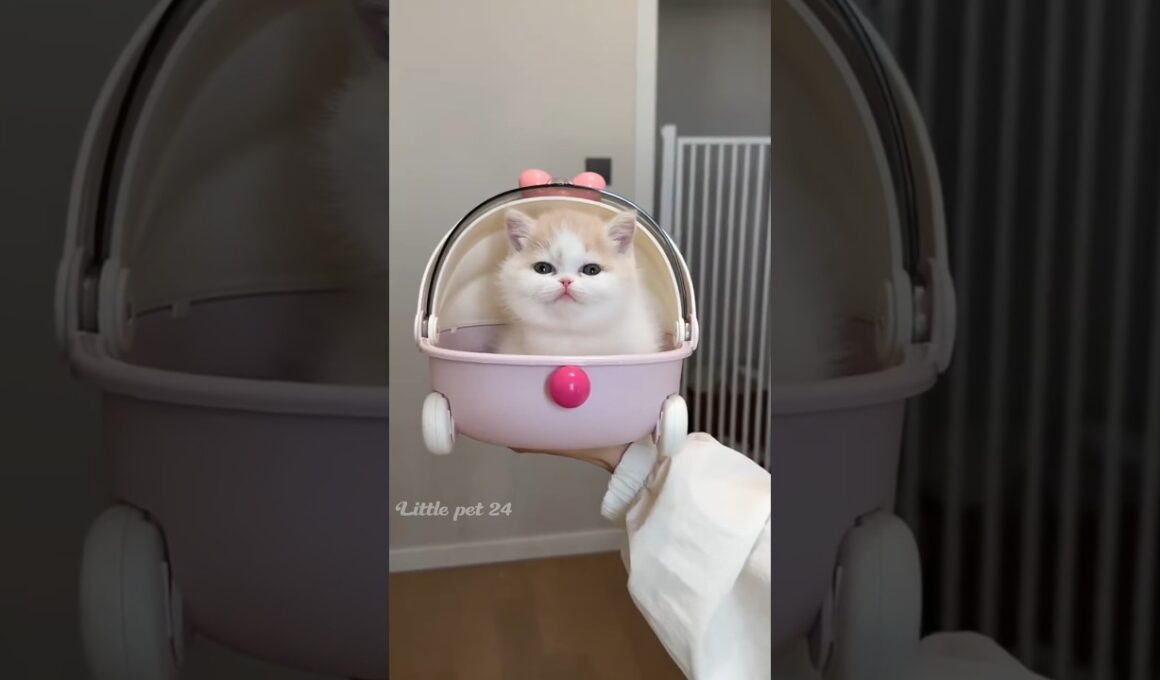 愛らしい子猫たちに、皆が心を奪われています。🐾🥰❤️😻