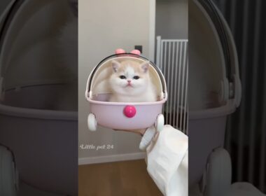 愛らしい子猫たちに、皆が心を奪われています。🐾🥰❤️😻