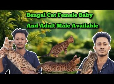 Bengal Cat Baby And Adult Male Available | বেঙ্গল ক্যাট এর দাম | Bengal Cat Price In Bangladesh
