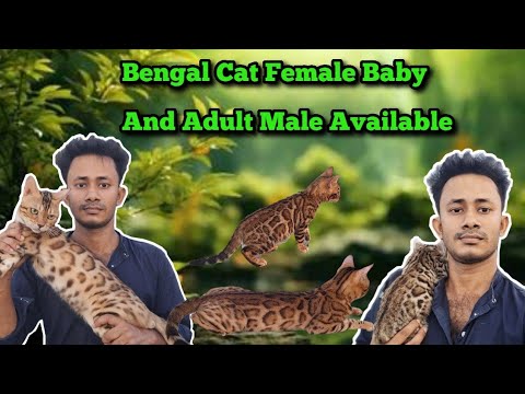 Bengal Cat Baby And Adult Male Available | বেঙ্গল ক্যাট এর দাম | Bengal Cat Price In Bangladesh
